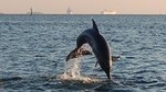 1.5-hour Dolphin Sightseeing Cruise from Tampa