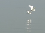 Explore Chilika Lake & Nalbana Bird Sanctuary, India