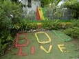 Day Trip to Bob Marley's Nine Mile and Dunn's River Falls from Falmouth