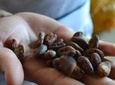 From Cacao to Chocolate: Private Tour in Manta