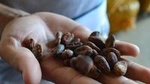 From Cacao to Chocolate: Private Tour in Manta