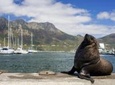 1-Day Cape Point & Penguins Small Group Tour from Cape Town