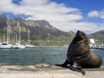 1-Day Cape Point & Penguins Small Group Tour from Cape Town