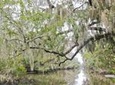 New Orleans Swamp Tour Boat Adventure
