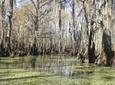 New Orleans Swamp Tour Boat Adventure With Pickup