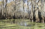 New Orleans Swamp Tour Boat Adventure With Pickup