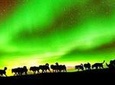Northern Lights Viewing including Dinner and 1-Hour Dog Sledding