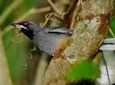 Rocklands Bird Sanctuary and Montego Bay Highlights Tour from Falmouth