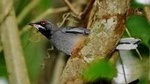 Rocklands Bird Sanctuary and Montego Bay Highlights Tour from Falmouth