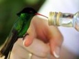 Rocklands Bird Sanctuary & City Highlights plus Shopping from Montego Bay