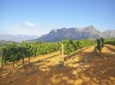 1-Day Taste the Winelands of Stellenbosch - Wine Pairing Small Group Tour