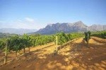 1-Day Taste the Winelands of Stellenbosch - Wine Pairing Small Group Tour