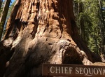 See Chief Sequoyah, Sequoia National Park