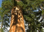 See Lincoln Tree, Sequoia National Park