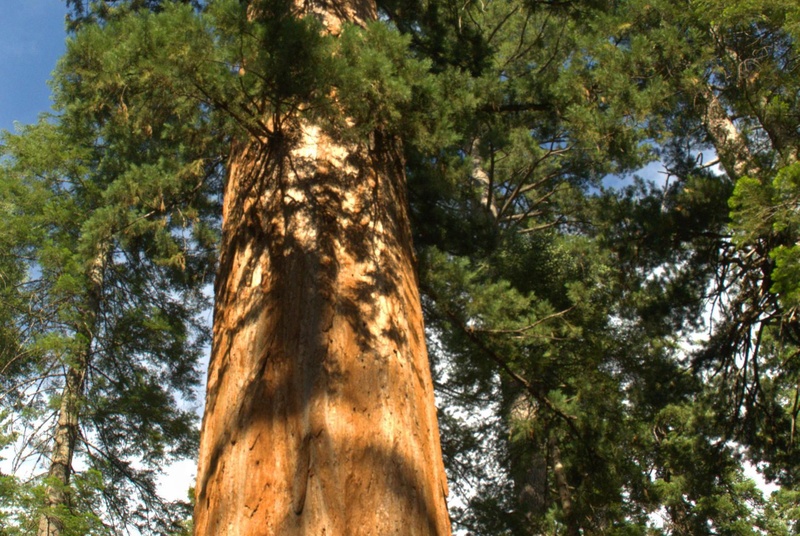 Lincoln Tree