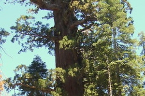 Lincoln Tree