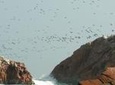 Ballestas Islands Sightseeing Boat Ride from Paracas
