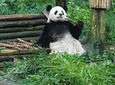 Giant Panda and Leshan Buddha Day Trip from Chengdu