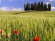 Montalcino, Orcia Valley, Pienza, and Montepulciano: Wine- and Cheese-Tasting Guided Tour from Florence