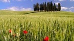 Montalcino, Orcia Valley, Pienza, and Montepulciano: Wine- and Cheese-Tasting Guided Tour from Florence