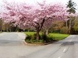 Private Tour: Whistler Day Trip from Vancouver