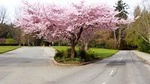 Private Tour: Whistler Day Trip from Vancouver