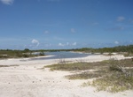 See Caribbean Flamingos on Anegada Salt Water Ponds, BVI