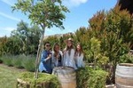 Napa Valley Wineries Tour Including Picnic Lunch