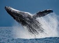 Humpback Whale Watching in Cabo San Lucas