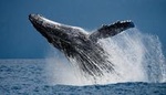Humpback Whale Watching in Cabo San Lucas
