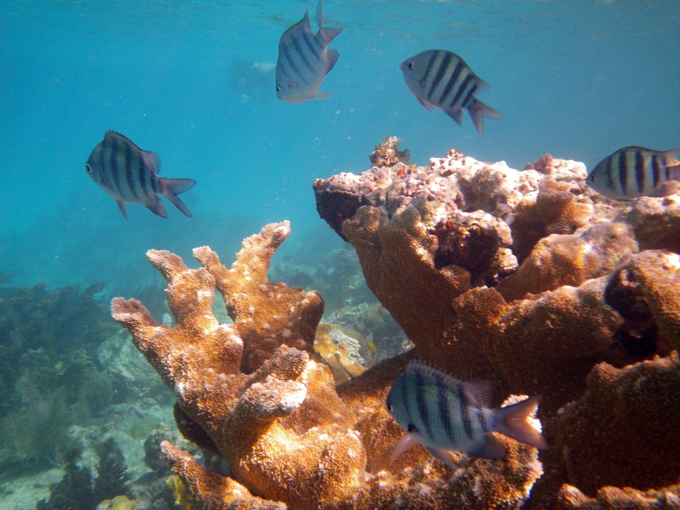 Trunk Bay Underwater Park Trail
