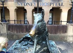 Rub Snout & Leave a Coin on Porcellino, Sydney, New South Wales
