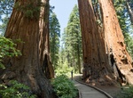 Explore Calaveras Big Trees State Park, California