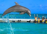Swim with Dolphin's at Dolphin Island, Punta Cana, Dominican Republic