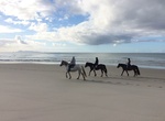 Ride Horses on  Pakiri Beach, New Zealand
