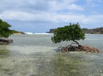 Snorkel Blue Hole & Mangroves, Little Jost Van Dyke Island, BVI