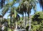 Visit J.R. O’Neal Botanical Gardens, Tortola, BVI
