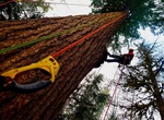 Experience Pacific Tree Climbing Institute, Eugene, Oregon