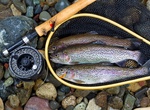 Fish For  Rainbow Trout (Steelhead)