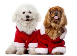 Attend Gaslamp Holiday Pet Parade & Expo, San Diego, California