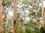 Climb Dave Evans Bicentennial Tree, Warren National Park, Western Australia
