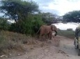 12-Day Kenya and Tanzania Budget Private Safari from Nairobi