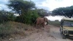 12-Day Kenya and Tanzania Budget Private Safari from Nairobi