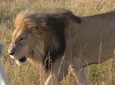 3 Days Maasai Mara Guided Safari from Nairobi