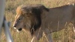3 Days Maasai Mara Guided Safari from Nairobi