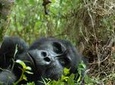 3-Day Rwanda Gorilla Safari