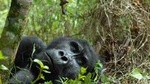 3-Day Rwanda Gorilla Safari