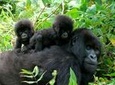 3 Days Bwindi Gorilla Trekking tour