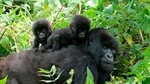 3 Days Bwindi Gorilla Trekking tour