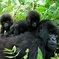 3 Days Bwindi Gorilla Trekking tour
